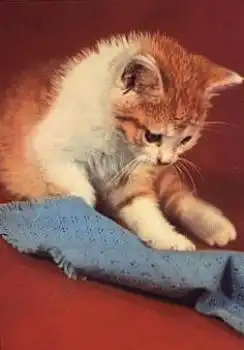 rotgestromte Katze mit Decke o 22.1.1972