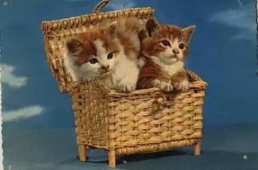 Katzen im Korb o 8.6.1967