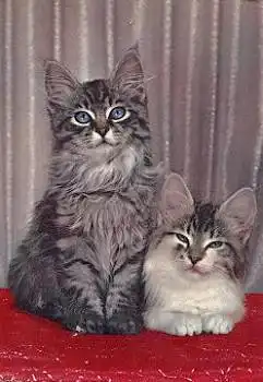 Katzen getigert und weiss-getigert o 6.1.1969