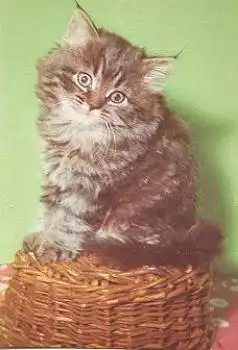 Katze auf Korb sitzend * ca. 1970