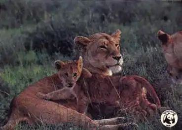 Löwe mit Jungen * ca. 1970