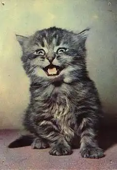 getigerte Katze * ca. 1960