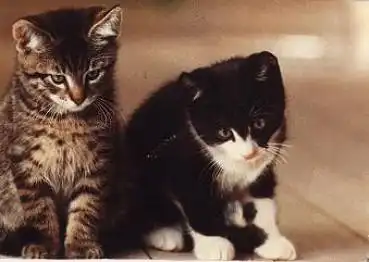 Katzen schwarze-weisse und getigert, Whiskas-Werbung, o 10.01.1986