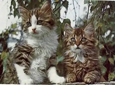 Junge Catzen gebr. ca. 1960
