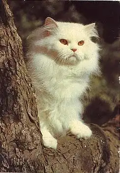 weisse Katze gebr. ca. 1980