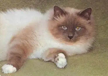 Birmakatze * ca. 1980