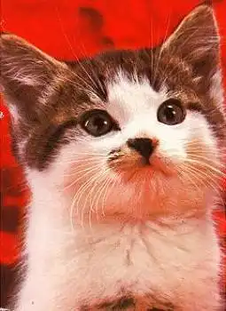 Katze weiss-getigert  * ca. 1980