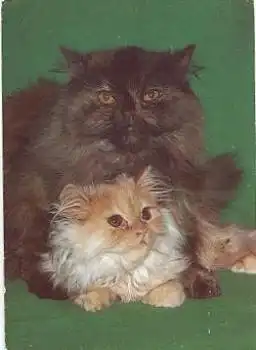 Perser Katze mit Jungen, o ca. 1990