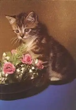 Junge Katze mit Rosenkorb * ca.1970