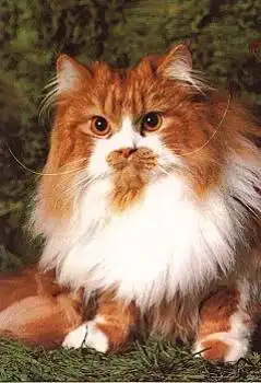 Perserkater zweifarbig * ca. 1970