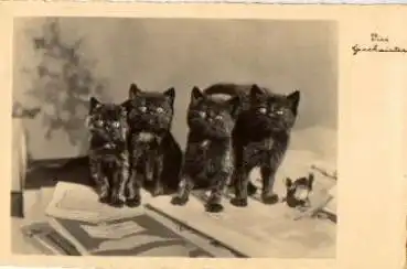 Katzen Echtfotokarte o 9.10.1934