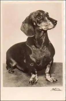 Dackel Echtfoto * ca. 1940