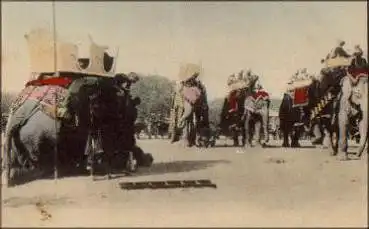 Elefanten, * ca. 1900