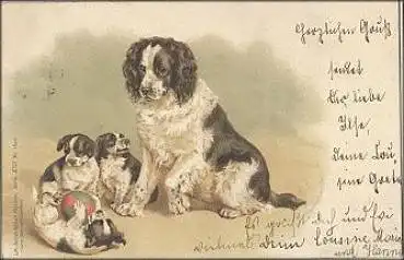 Bernhardiner mit Welpen Künstlerkarte Serie XIII, Nr. 16900 o 18.4.1900