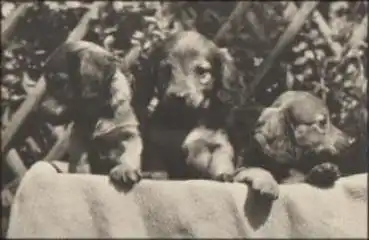 Junge Dackel, o 17.7.1969