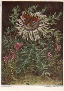 Schmetterling auf Silberdistel Pfauenauge Künstlerkarte o 9.8.1941