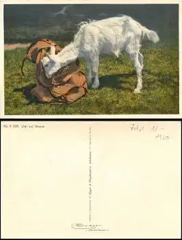 Ziege mit Rucksack *ca.1930