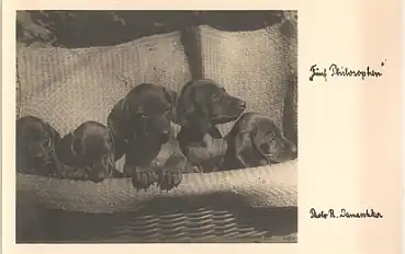 Dackel Welpen "5 Philosophen" *ca.1930