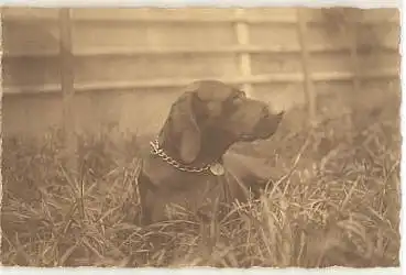 Hund Echtfoto AK  ca.1920