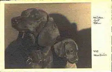 Dackel Fotokarte von Max Baur 775 * um 1930