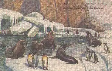 Hamburg Carl Hagenbecks Tierpark Bassin für Walrosse Zoo * ca. 1920