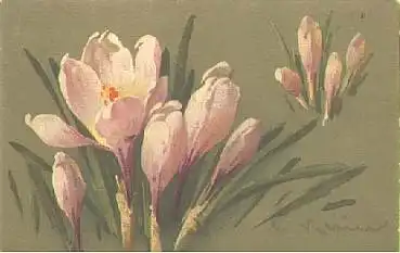 Krokuss Blumen,  Künstlerkarte C. Klein, * ca. 1910