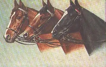 Pferdeköpfe Künstlerkarte o 9.9.1915