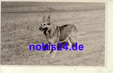 Deutscher Schäferhund *ca.1930