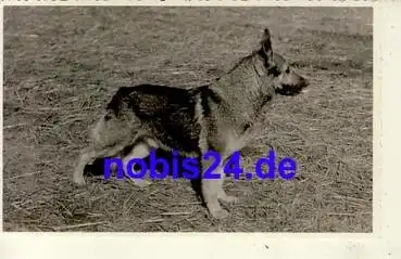 Schäferhund *ca.1930