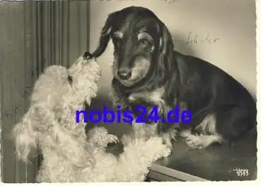 Dackel Echtfoto o 1966