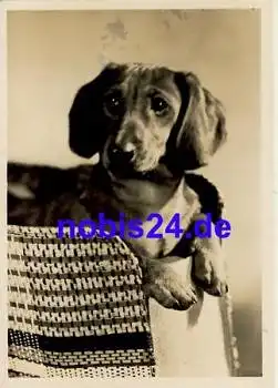 Dackel Echtfoto o 1952