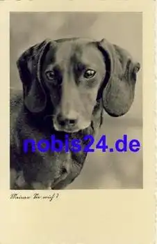 Dackel Echtfoto o 1946