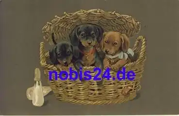 Dackel im Korb o 1917