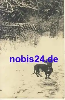 Dackel im Schnee Künstlerkarte *ca.1930