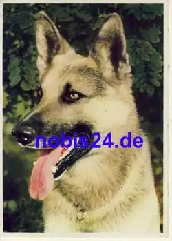 Deutscher Schäferhund o 1951