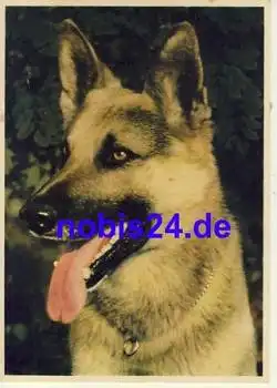 Schäferhund *ca.1950