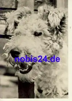 Foxterrier Hund o 1980
