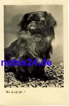 Hund Tibet Spaniel  *ca.1935