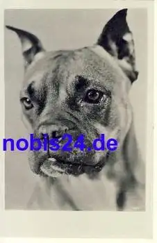 Junger Boxer Hund *ca.1950