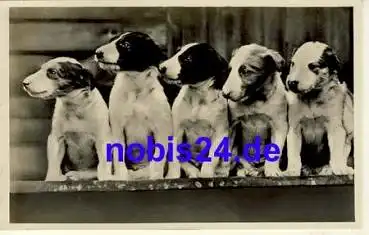 Fünf junge Hunde *ca.1950