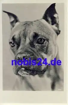 Junger Boxer Hund *ca.1950