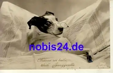 Hund mit Brille *ca.1920