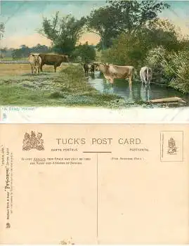 Kühe Tuck Photochrome1420 *ca.1910