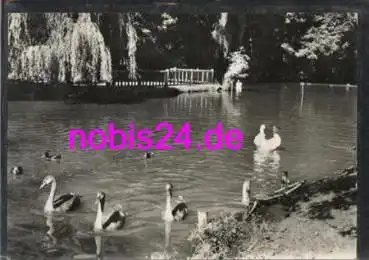 99734 Nordhausen  Im Stadtpark Enten o ca.1967