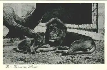 Hannover Zoo, Tierpark, Löwen, * ca. 1960