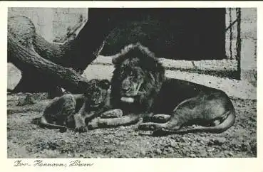 Hannover Zoo Tierpark Löwen * ca. 1960