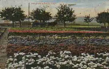 Erfurt Blumenfelder o 15.7.1914