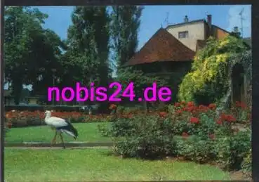78315 Radolfzell Stadtgarten Storch Tiere o 21.4.1972