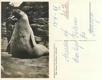 Hamburg Hagenbeck Tierpark Seeelefant Goliath *ca. 1930