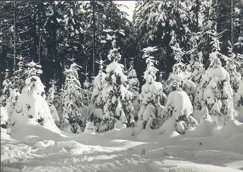 Winterwald im Erzgebirge *1966 Hanich2015